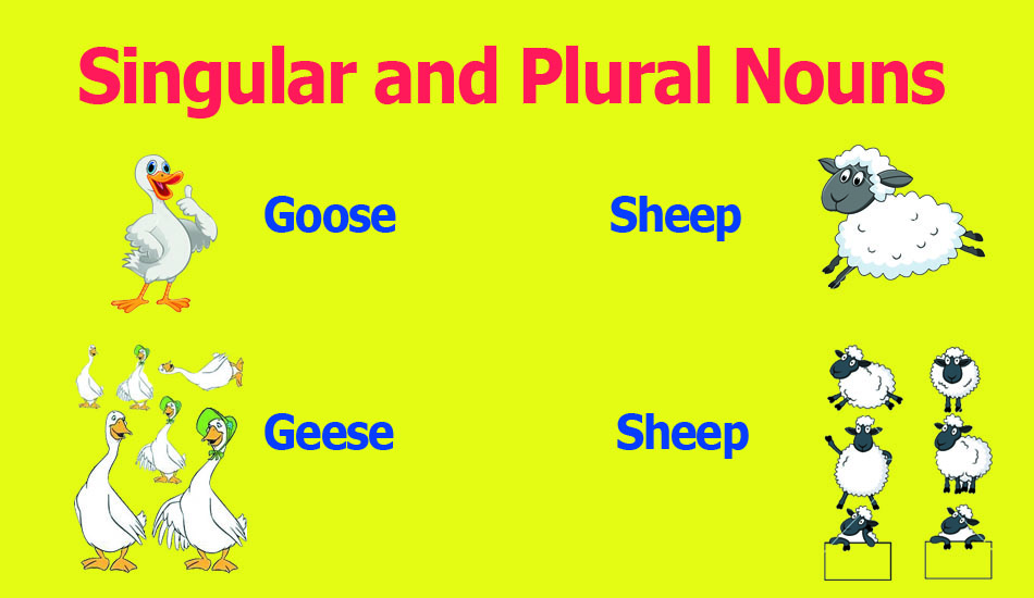 singular-and-plural-nouns-learn-esl